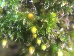 Orthotrichum diaphanum