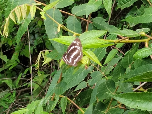Neptis alwina
