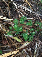 Euphorbia peplus