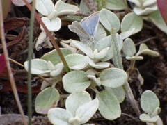 Icaricia icarioides parapheres