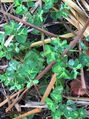 Euphorbia peplus