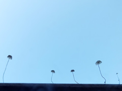 Marasmius limosus