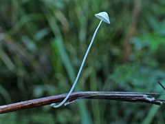 Mycena bulbosa