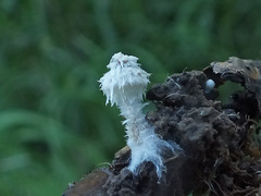 Psathyrella suavissima