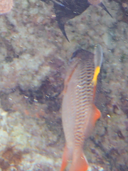 Myripristis violacea