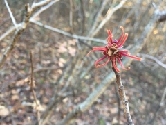 Hamamelis ovalis