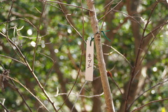 Stachyurus praecox