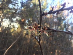 Hamamelis ovalis