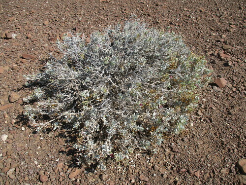 Image of Petalidium etendekaense by no rights reserved