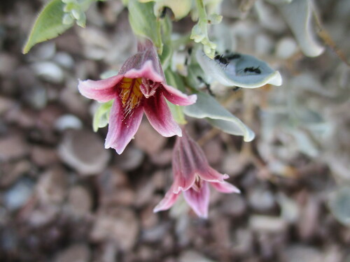 Image of Petalidium etendekaense by no rights reserved