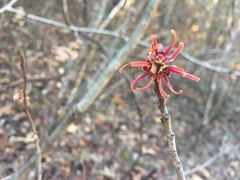 Hamamelis ovalis