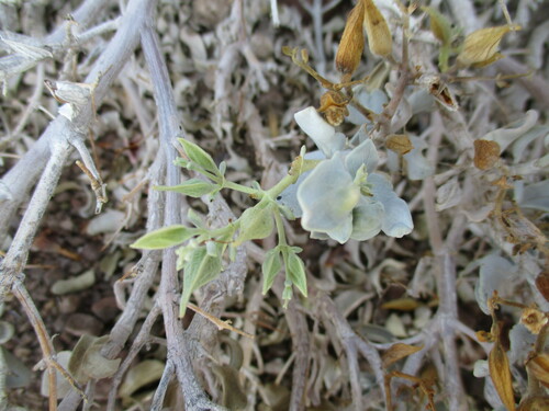 Image of Etendeka Petalbush (Petalidium etendekaense) by no rights reserved