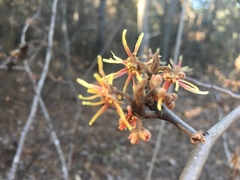 Hamamelis ovalis