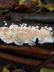 Cylindrobasidium evolvens