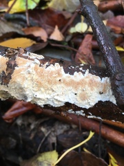 Cylindrobasidium evolvens