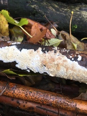 Cylindrobasidium evolvens