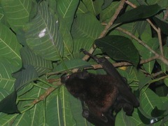 Pteropus hypomelanus lepidus
