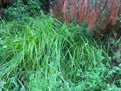 Carex geminata