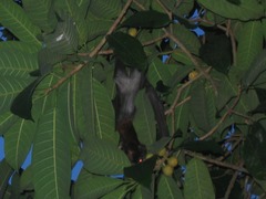 Pteropus hypomelanus lepidus