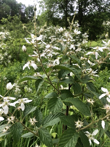 Rubus allegheniensis iNat (1)