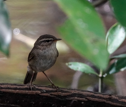 Mosquitero sombrío (Phylloscopus fuscatus)