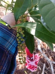 Citharexylum caudatum