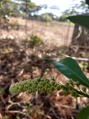 Citharexylum caudatum