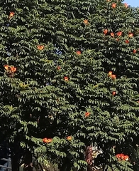 Spathodea campanulata