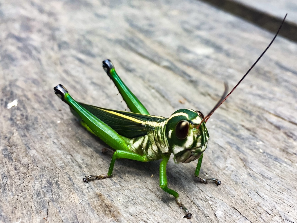 Costalimacris
