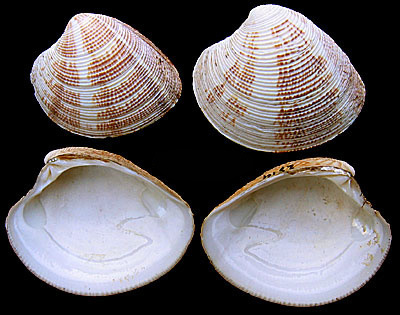 Striped Venus