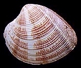 Striped Venus