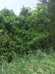 Delairea odorata