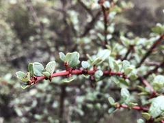 Ceanothus cuneatus ramulosus
