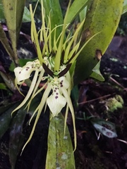 Brassia verrucosa