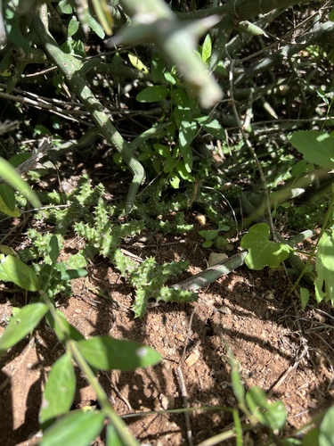 Ceropegia nilotica image