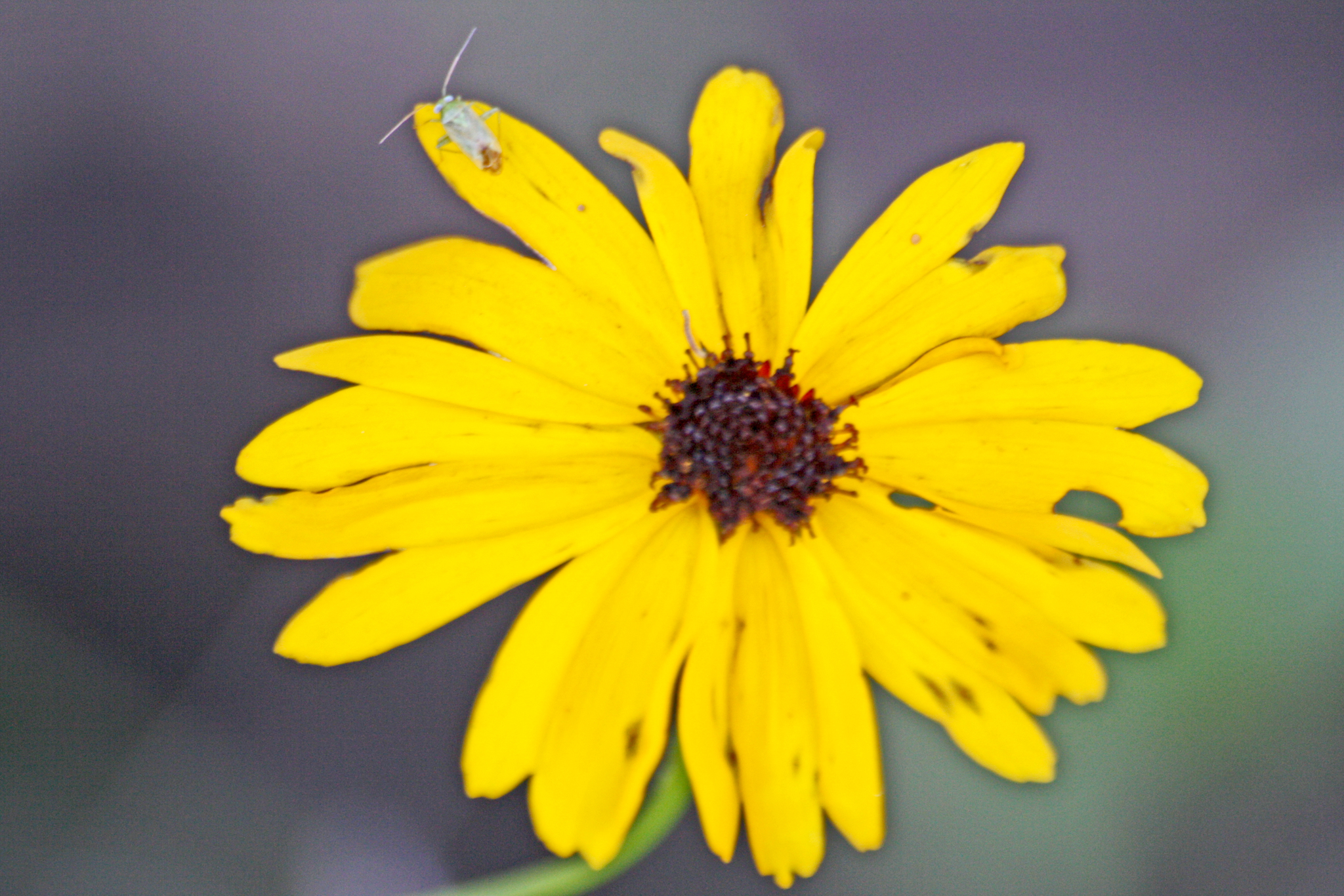 Coreopsis integrifolia