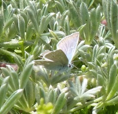 Icaricia icarioides parapheres