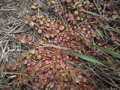 Epilobium nerteroides