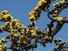 Butea monosperma lutea