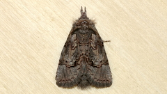 Gallaba eugraphes