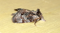 Gallaba eugraphes
