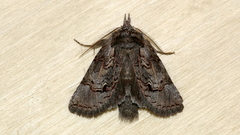 Gallaba eugraphes