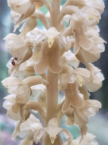 bird's-nest orchid