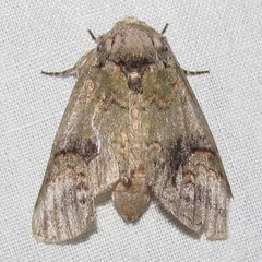 Rifargia subrotata