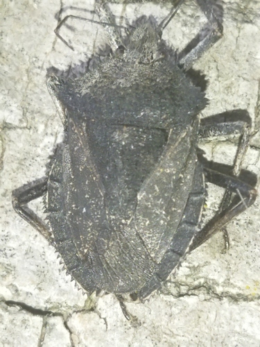 Photo of Mediterranean Spiny Stink Bug (Mustha spinosula)