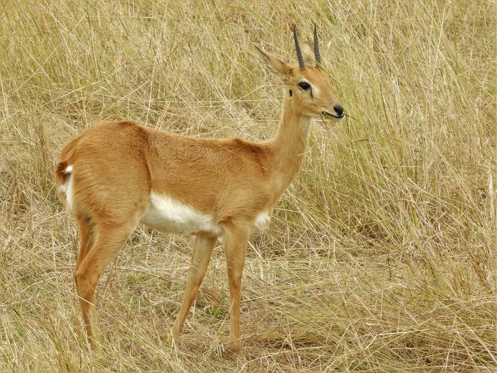 Oribis (Ourebia) - Know Your Mammals