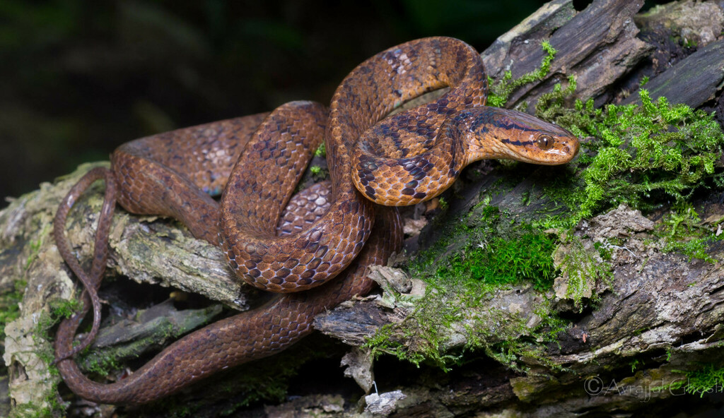 Common Slug Snake from Buxa Hill Forest, West Bengal, India on June 6 ...