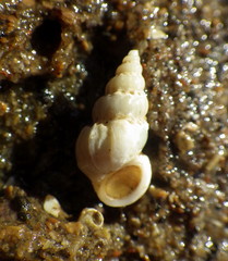 Opalia funiculata