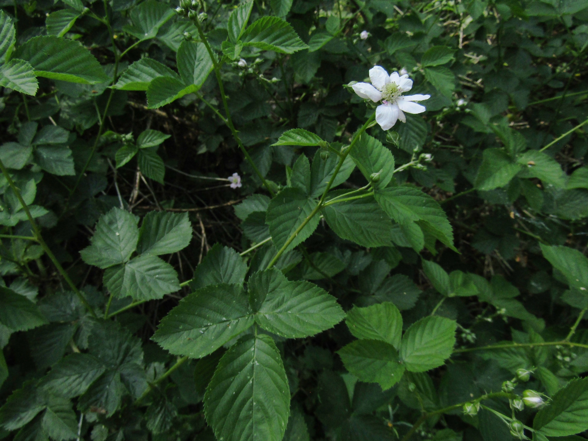 Rubus plicatus
