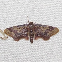 Idaea furciferata